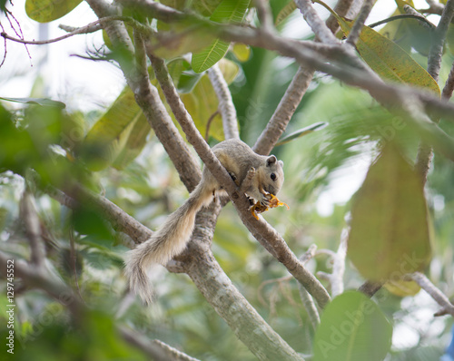 .Albino squirrel eating delicious fruit and be careful on the tr