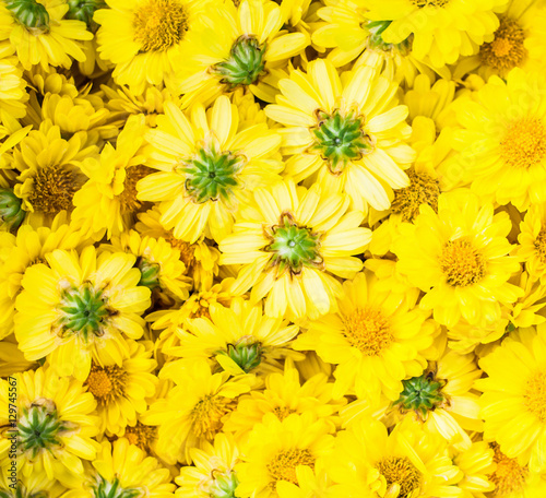 Chrysanthemum Flower background © Akira Kaelyn