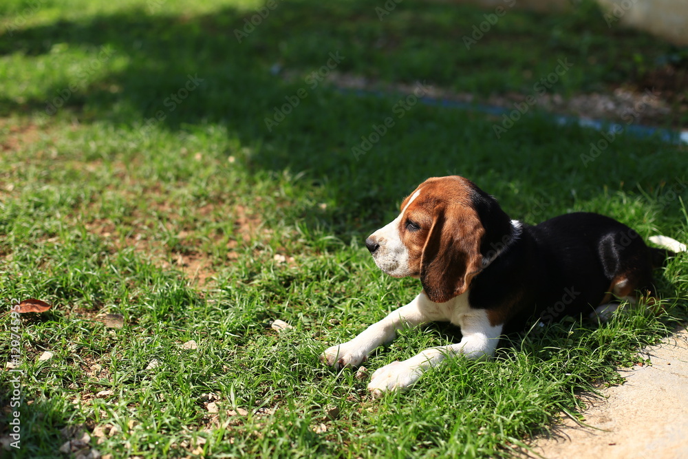Cute Beagles playing in backyard Cute Beagles playing in backyard