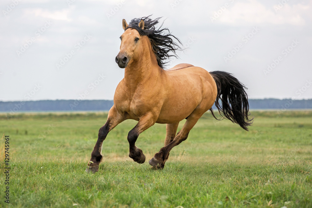Fototapeta premium Podpalany koń biega na łące.