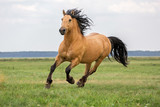 Bay horse running on a meadow.