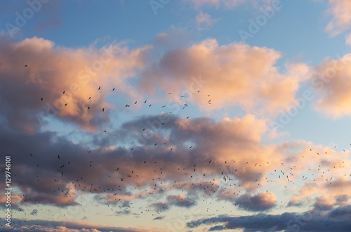 seagulls in flight at sunset