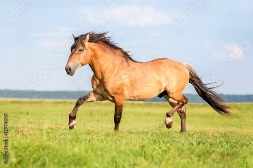 Bay horse running on a summer meadow.