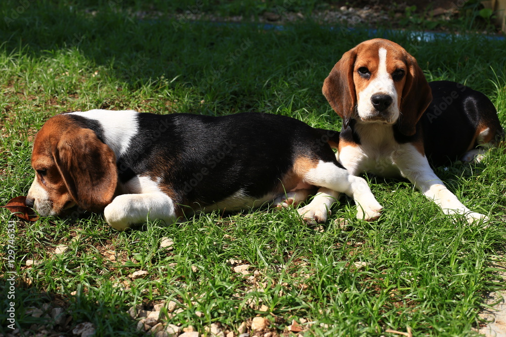 Cute Beagles playing in backyard