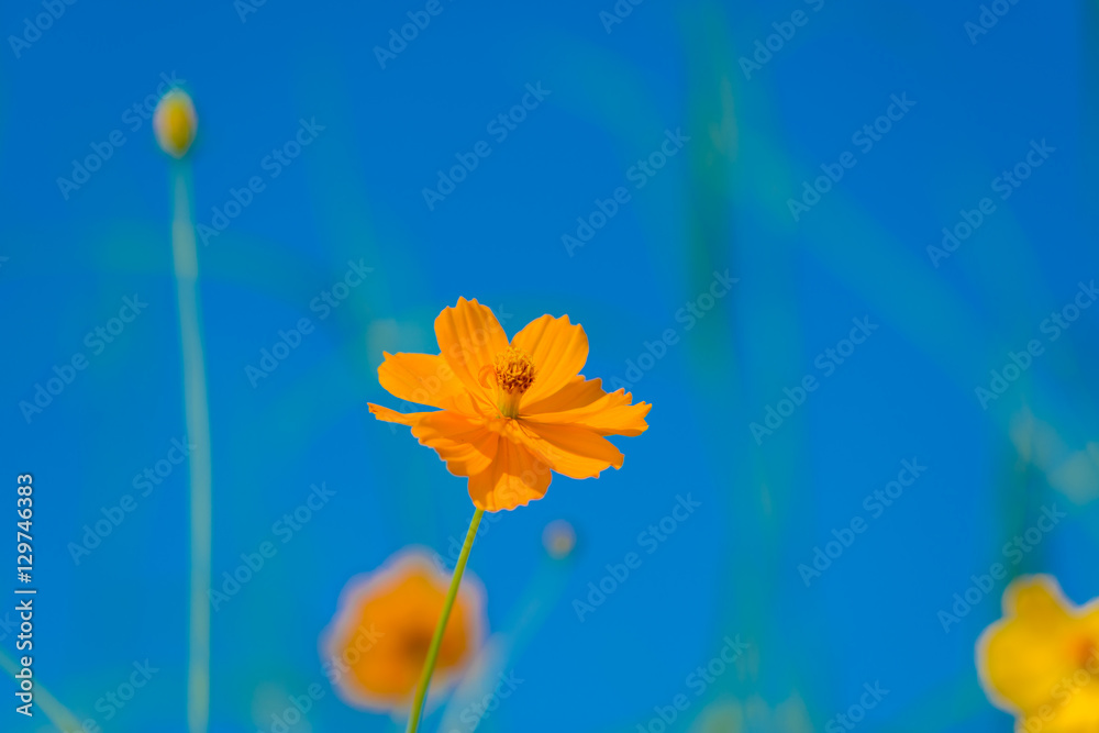 Fototapeta premium Cosmos flowers blooming