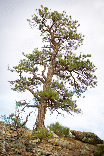 single pine tree © WHITJACK