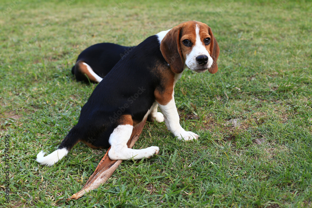 Cute Beagles playing in backyard