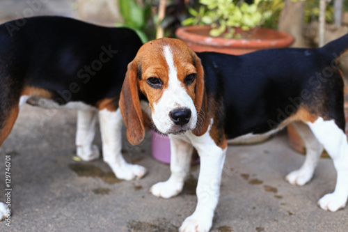 Cute Beagles playing in backyard