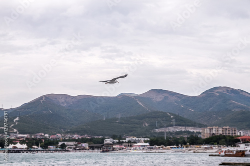 Flying seagull © dude_lea