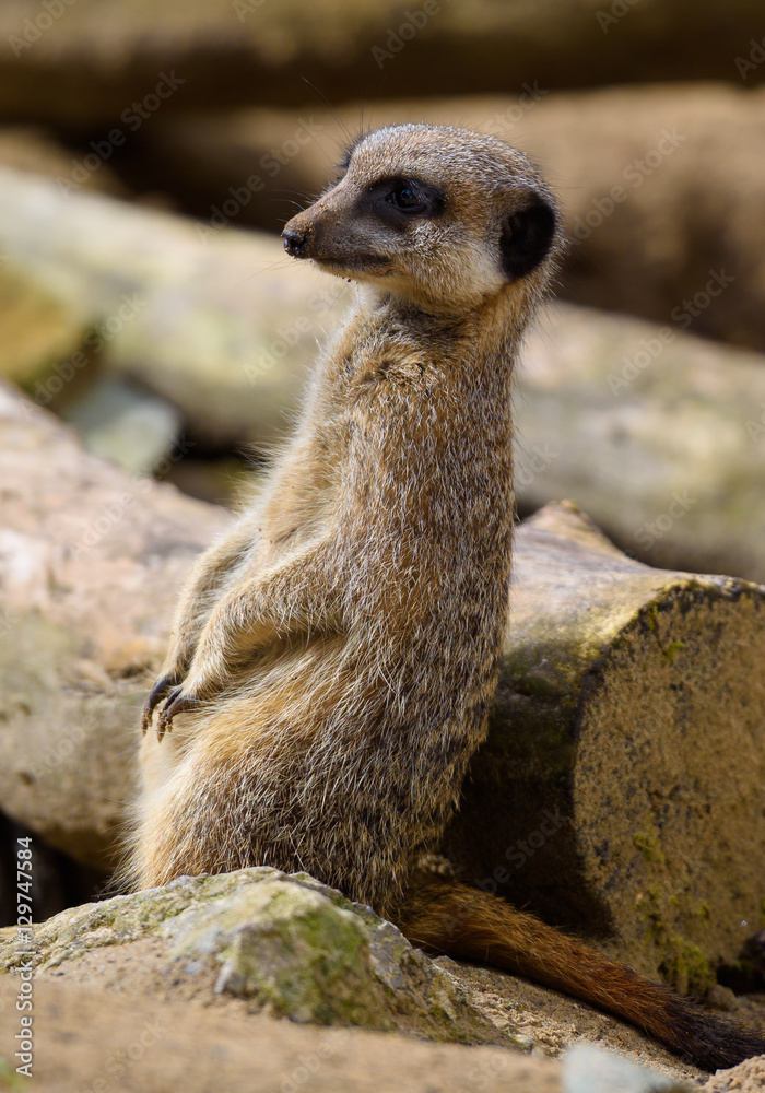 Fototapeta premium Meerkat standing on rocks on guard