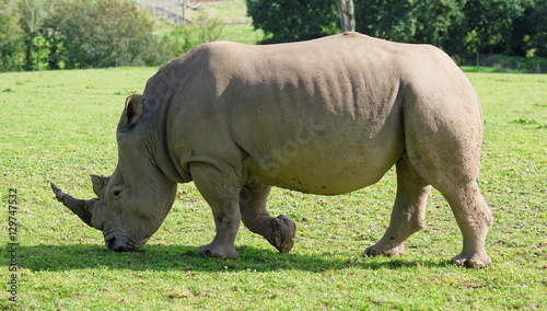 Rhinoceros walks left © Mark.Hooper.Glos