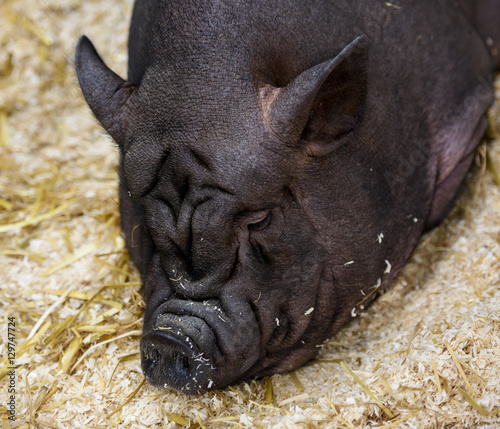 фотографія Sleepy huge wrinkly black pig
