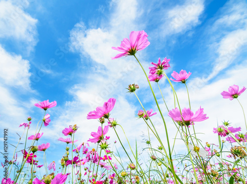 Cosmos flower against blue sky, Chiang Rai, Thailand. © somchairakin