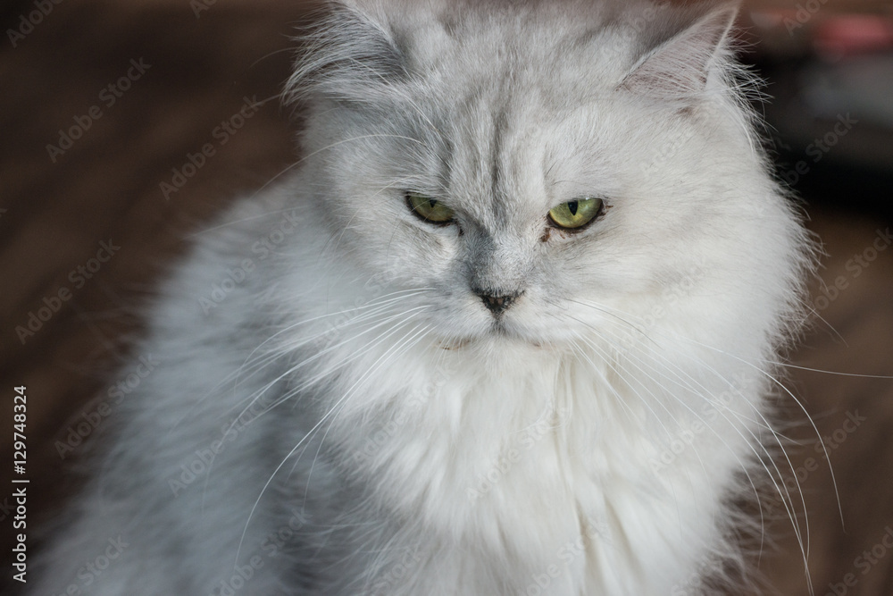 The white Persian cat.