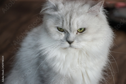 The white Persian cat.