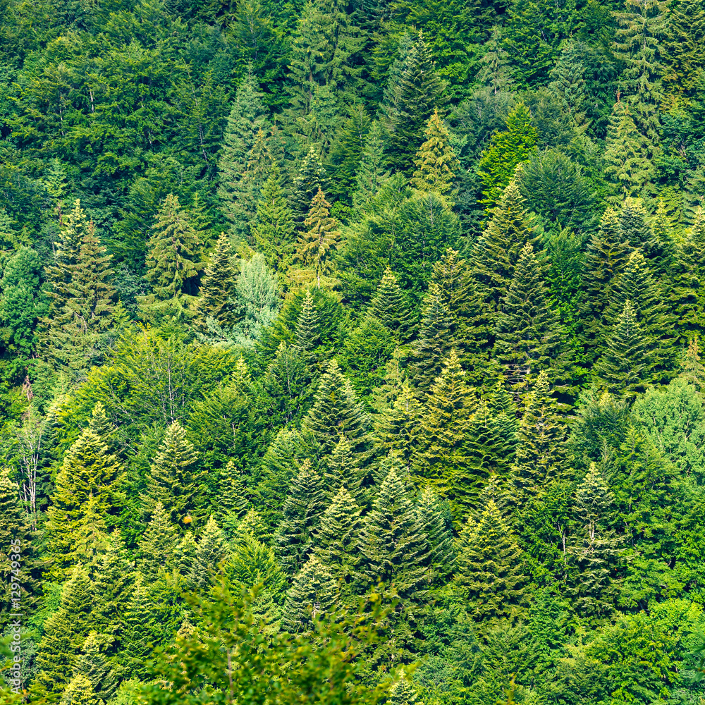 green trees in the forest as natural background