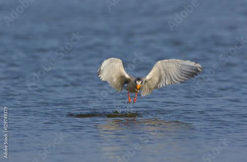 River tern Flying 