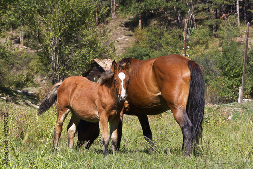 Mare with newborn foal on pasture