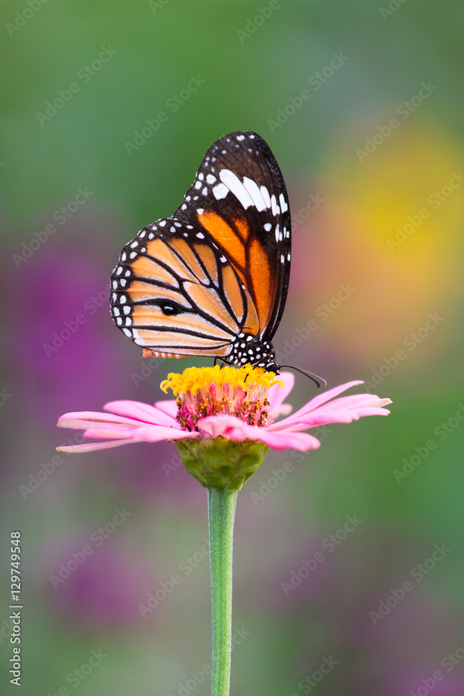 Fototapeta premium Natural Butterflies and Flowers