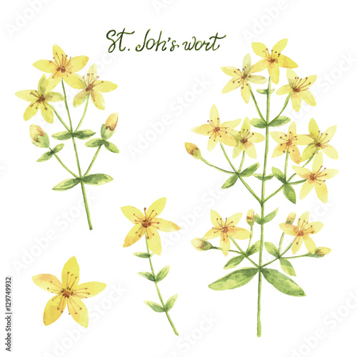 Hand drawn watercolor vector botanical illustration of St John's wort.