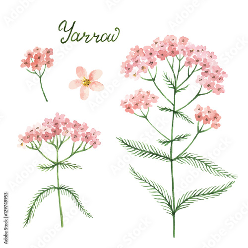 Hand drawn watercolor vector botanical illustration of yarrow.