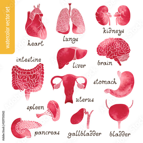 Anatomy watercolor vector set isolated on white background