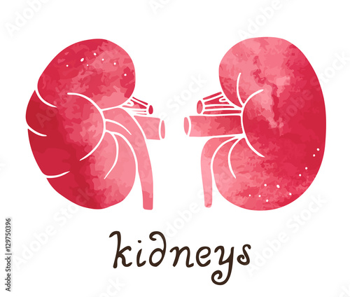 Human kidneys anatomy illustration, vector watercolor isolated on white ...