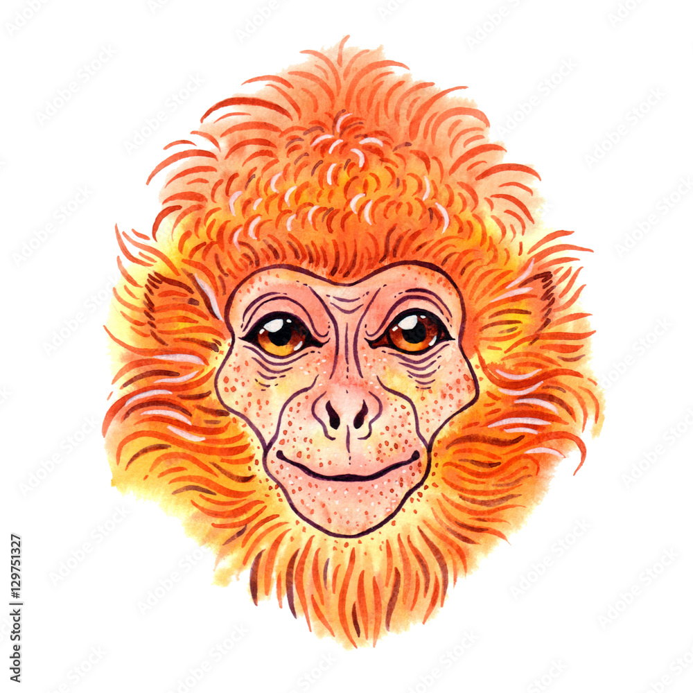 Watercolor javan lutung on white background Watercolor javan lutung on white background