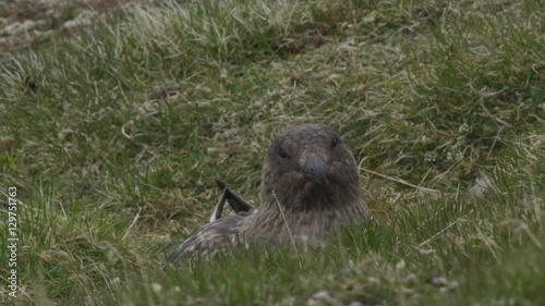 Pomarine Jaeger on ground nest photo