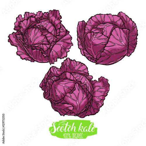 set of different scotch kales