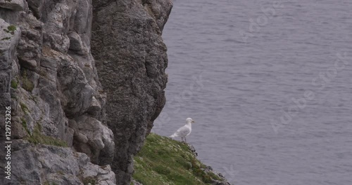 Glaucus Gull Looks Out to Sea From Cliff in Arctic photo