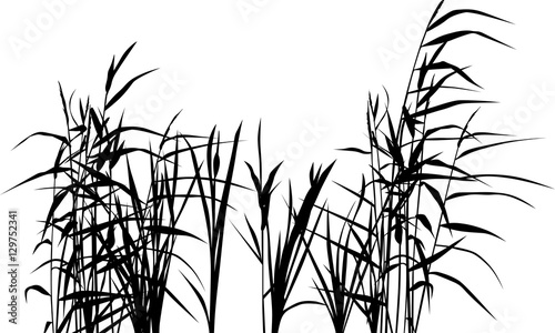 group of reed silhouettes isolated on white photo