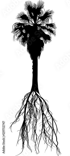 high black palm tree with root