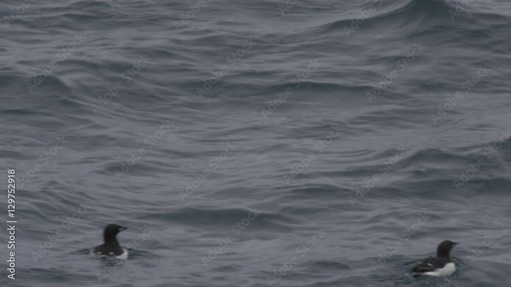 Slow Motion - Guillemots Swimming in the Ocean Swells Slow Motion - Guillemots Swimming in the Ocean Swells