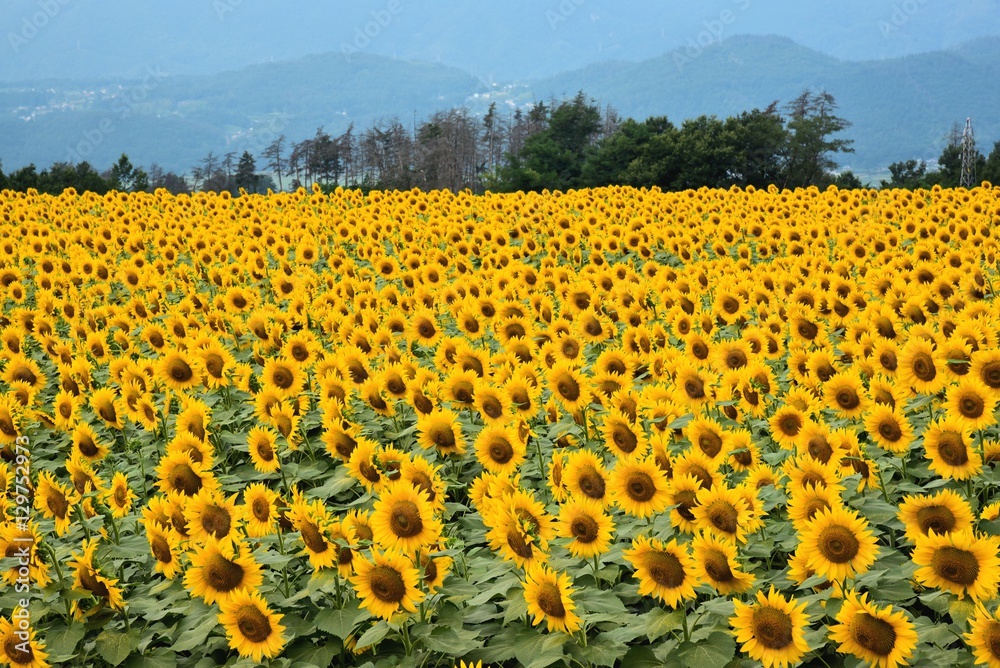 Obraz premium 明野のひまわり畑