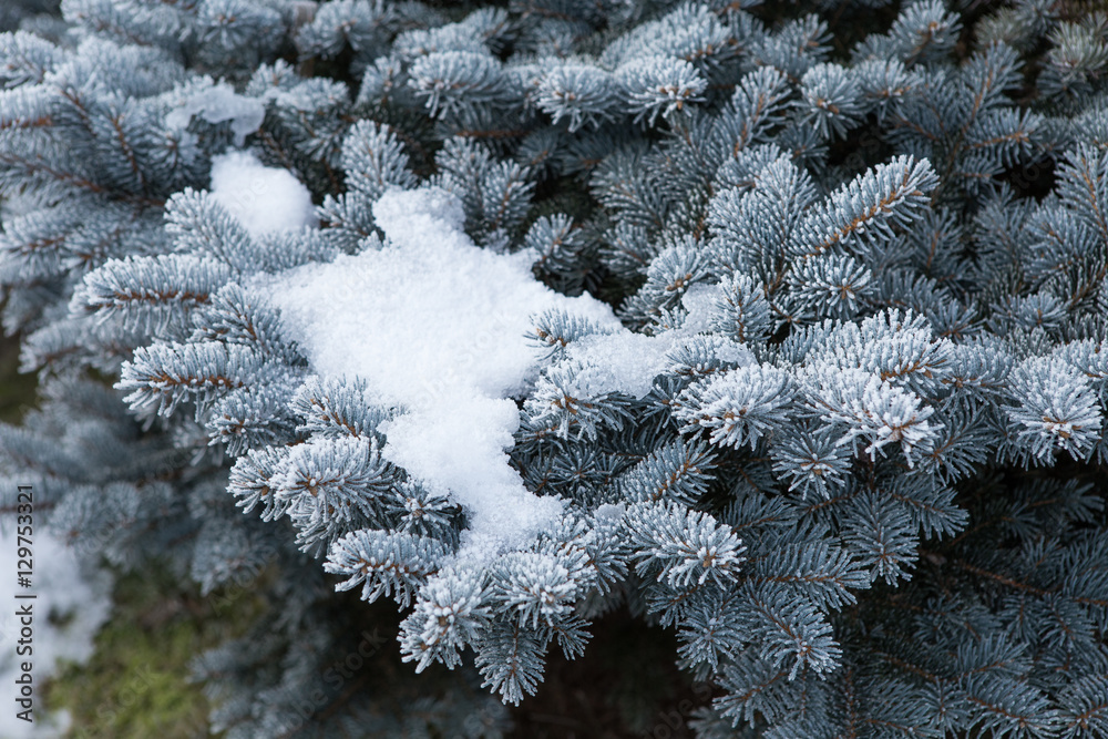 Spruce branches covered with frost. Christmas tree with hoarfros