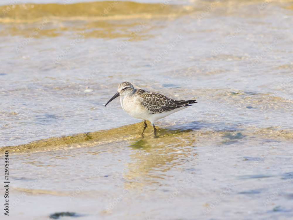 Sanderling, Calidris alba, Bird searching for food at shoreline, close-up portraitin tide, selective focus, shallow DOF Sanderling, Calidris alba, Bird searching for food at shoreline, close-up portraitin tide, selective focus, shallow DOF