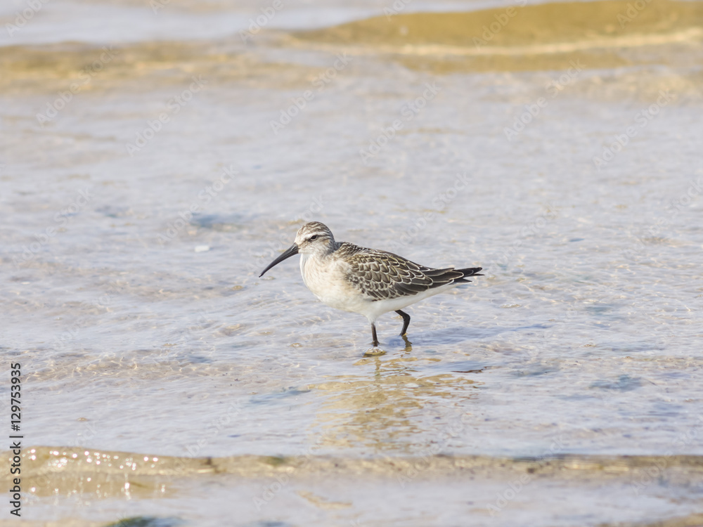 Sanderling, Calidris alba, Bird searching for food at shoreline, close-up portraitin tide, selective focus, shallow DOF Sanderling, Calidris alba, Bird searching for food at shoreline, close-up portraitin tide, selective focus, shallow DOF