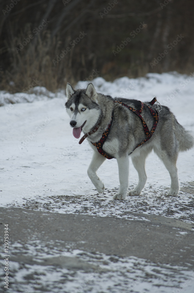 Dog breed Dog breed