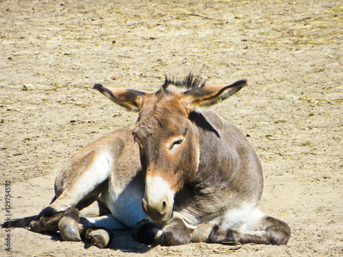 Young donkey in the zoo