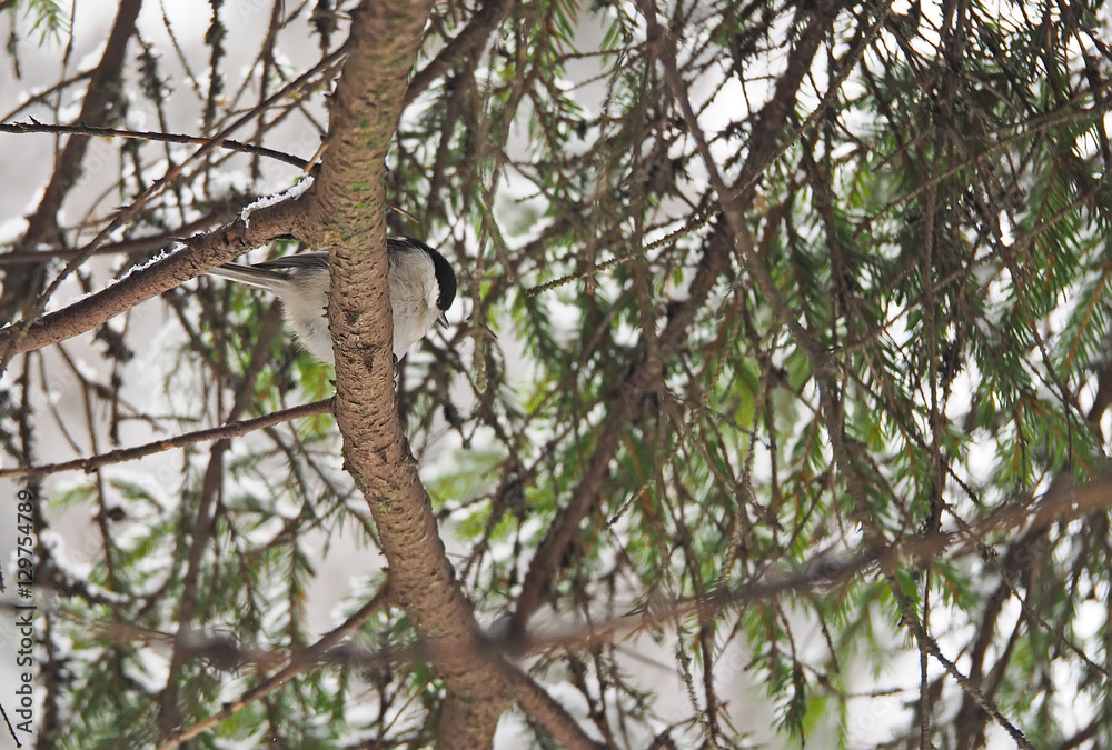 titmouse in the winter forest titmouse in the winter forest