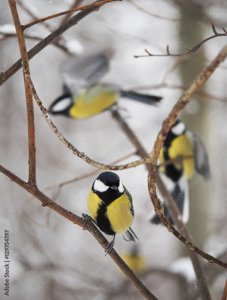 titmouse in the winter forest titmouse in the winter forest