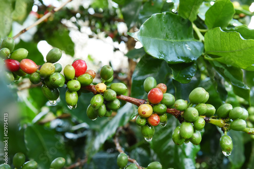 Coffee beans ripening on a tree.