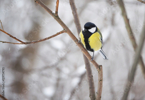 titmouse in the winter forest