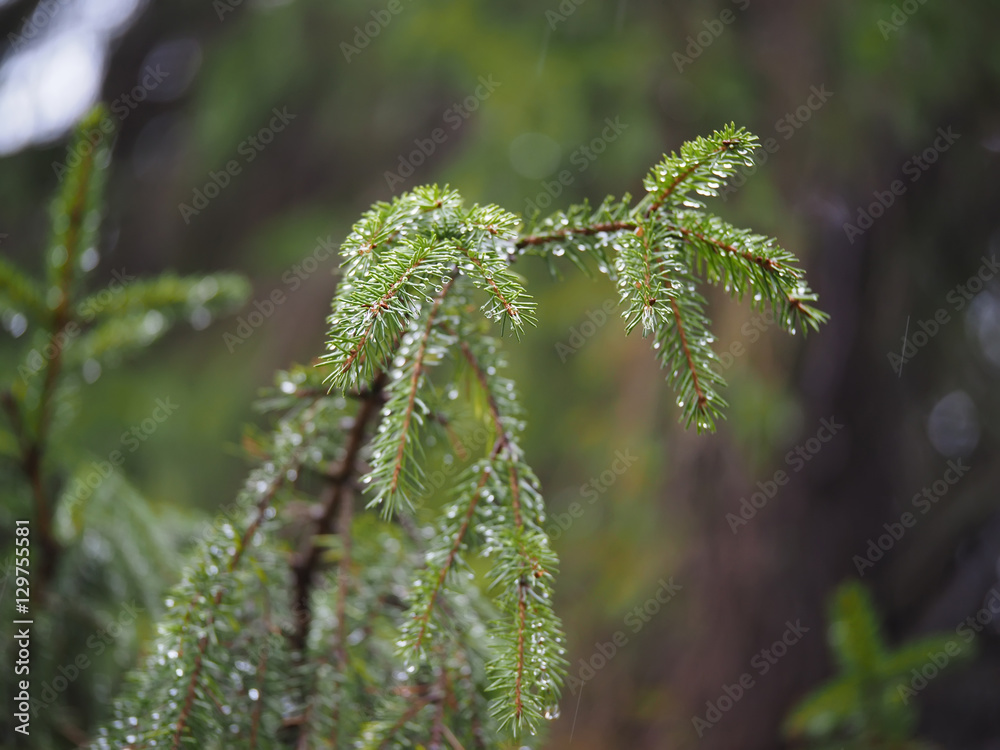 fir branch in the forest after the rain