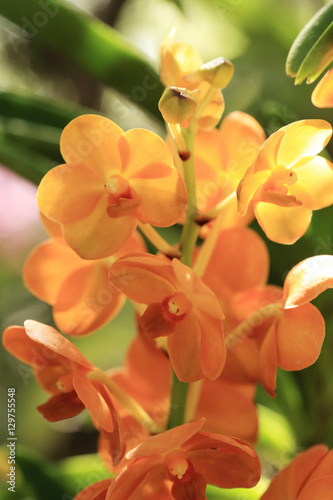 Bunch of orange Ascocentrum vanda orchid flower in natural garde © enrouteksm