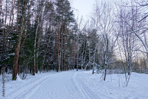 Road in the winter wood © molotok289