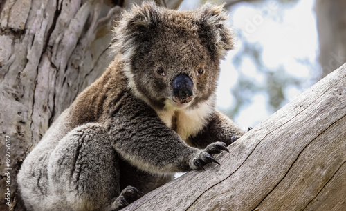 Photography Koala in freier Natur