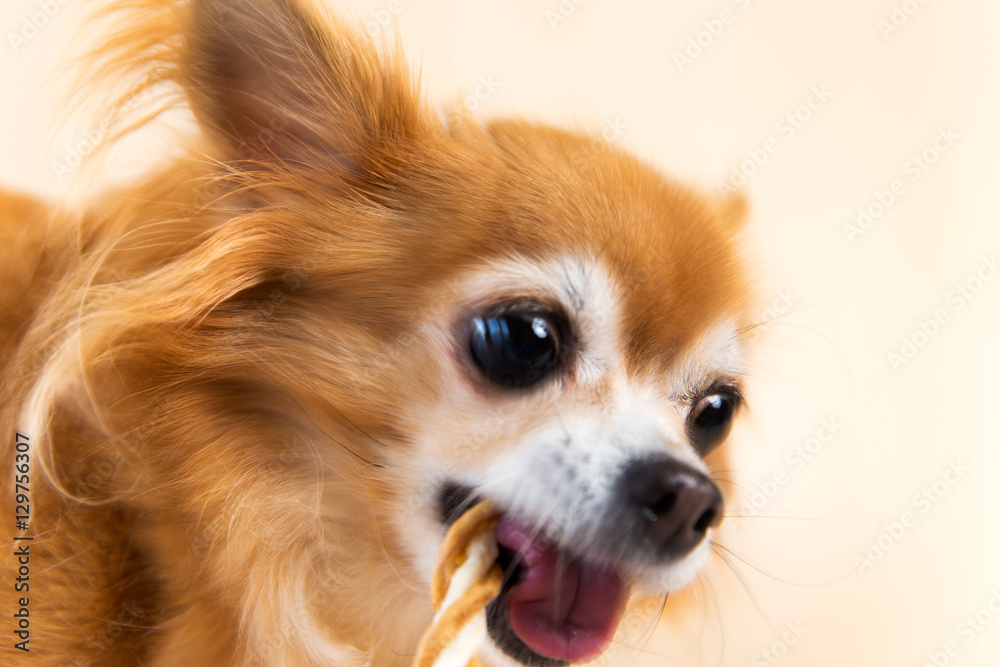 おやつを食べるチワワ おやつを食べるチワワ