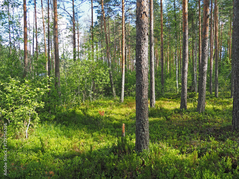 Fototapeta premium in the forest. summer